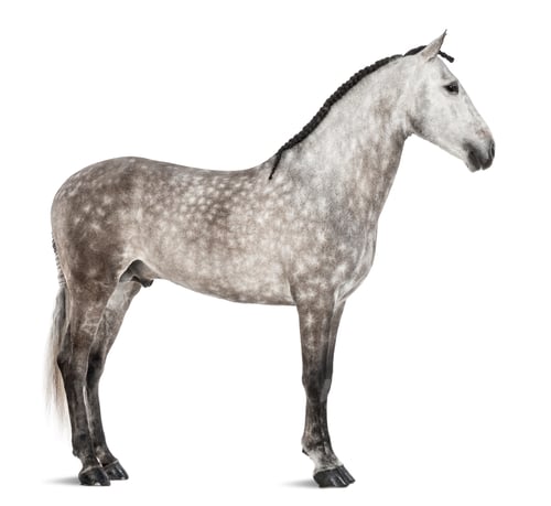Preview: Andalusian, 7 years old, also known as the Pure Spanish Horse or PRE against white background