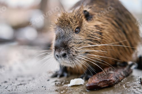 Preview: Coypu sitting near riverbank in Prague