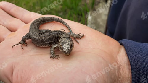 Preview: Lizard on hand. Nature in the country. Juicy grass. Animal rescue concept.