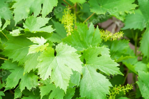 Preview: Vine growing in vineyard. Grape leaves
