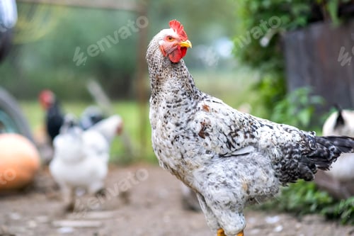 Preview: Closeup of domestic chicken feeding on traditional rural barnyard. Hens on barn yard in eco farm