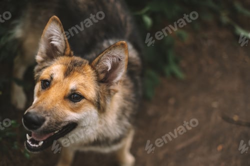Preview: Contented dog face while walking in the park.