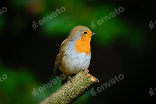 Preview: European robin. Bird on a branch. Blurred background. Animals in wild nature.