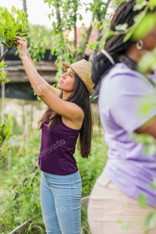 Preview: Gardening in organic urban garden. Multiethnic Latin cuban venezuelan hispanic and moroccan woman