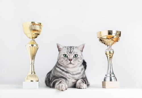 Preview: British shorthair silver tabby cat show champion with cups