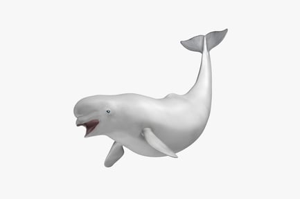 Visualização: Vista lateral da baleia beluga com boca aberta