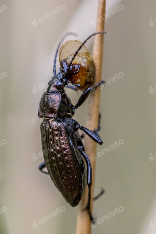 Preview: Predator Beetle eating small snail