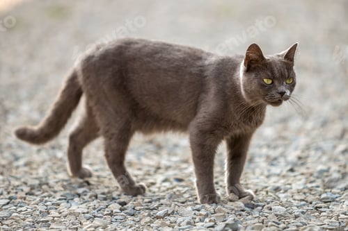 Preview: Portrait of gray grown adult big short-haired cat with green eyes standing outdoors