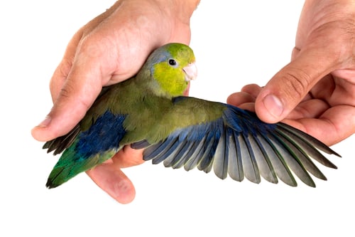 Preview: Pacific parrotlet in studio