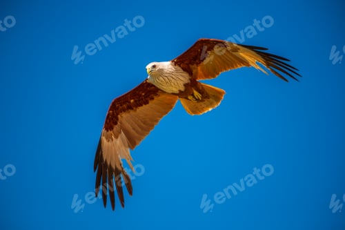 Preview: Majestic Brahminy Kite soars gracefully through the blue sky over Talaimannar