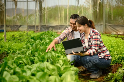 Preview: Happy couple checking data on digital tablet while examining lettuce crops