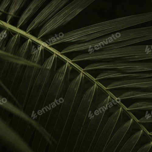 Preview: Dark leaf background jungle aesthetic for instagram post