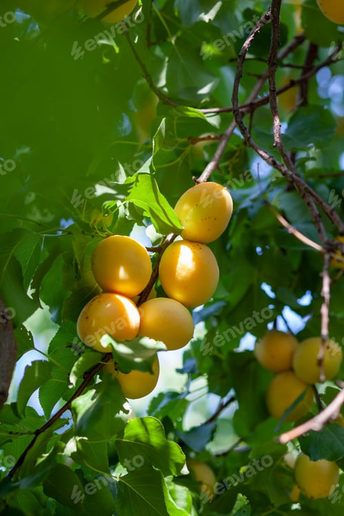 Preview: Apricots on apricot tree Summer fruits Ripe apricots on a tree branch