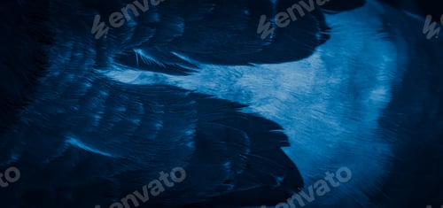 Preview: blue feather pigeon macro photo. texture or background