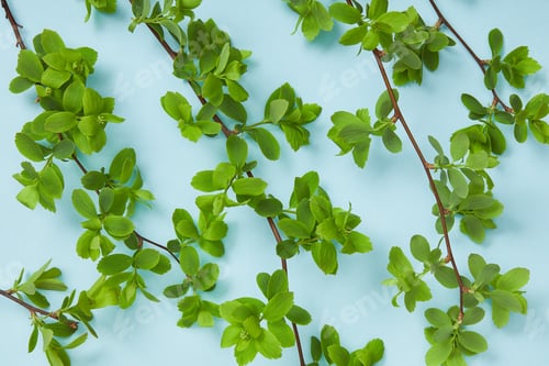 Preview: top view of branches with blooming green leaves on blue background