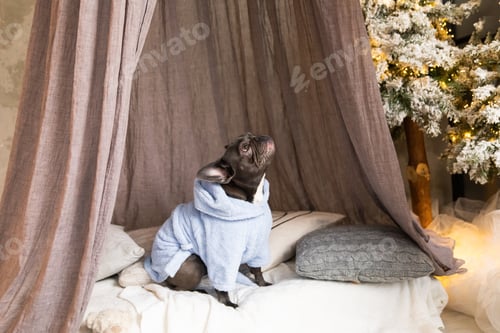 Preview: French bulldog dog dressed in a blue coat at home. Caring for a dog. Clothes for animals.