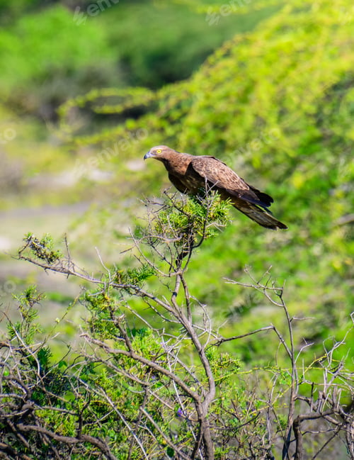 Preview: Crested honey buzzard perched on a branch in a lush, green environment, hooked beak and yellow eyes.