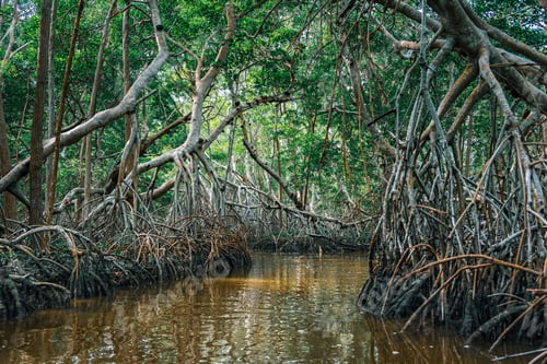 Preview: Swamps and mangroves at Ria Celestun. Mexico