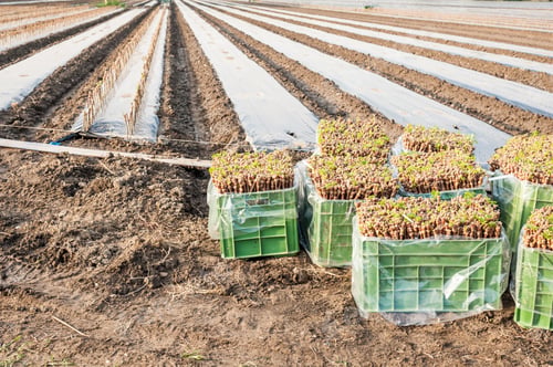 Preview: The grafts vine ready to be transplanted in the field