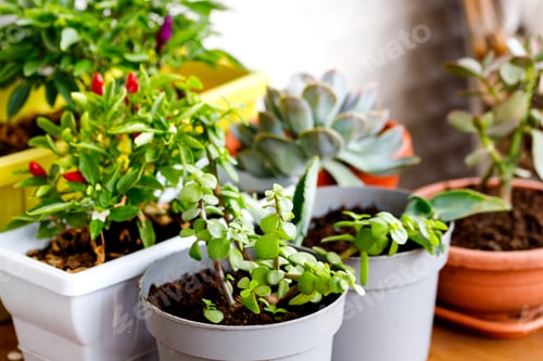 Preview: Potted Plants on Wooden Surface with Natural Light