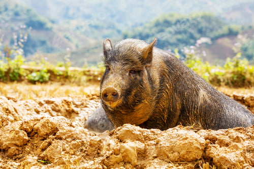 Preview: Vietnamese pig