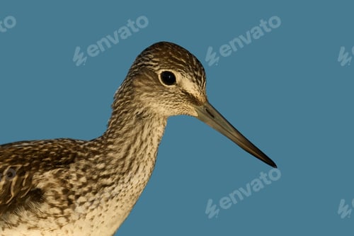 Preview: Common greenshank (Tringa nebularia)