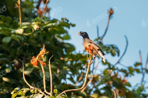Preview: Goa, India. Jungle Myna Sitting On Branch Of Tree And Tweeting