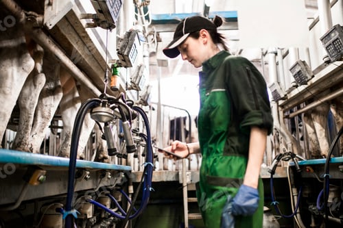 Preview: Dairy farm worker texting while working in milking parlour