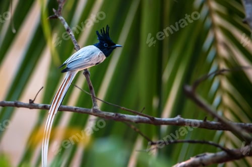 Vorschau: Indischer Paradies-Fliegenfänger oder Terpsiphone paradisi sitzt auf einem Ast