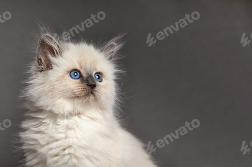 Preview: Cute White kitten with blue eyes portrait. Cat kid animal with interested, question facial face