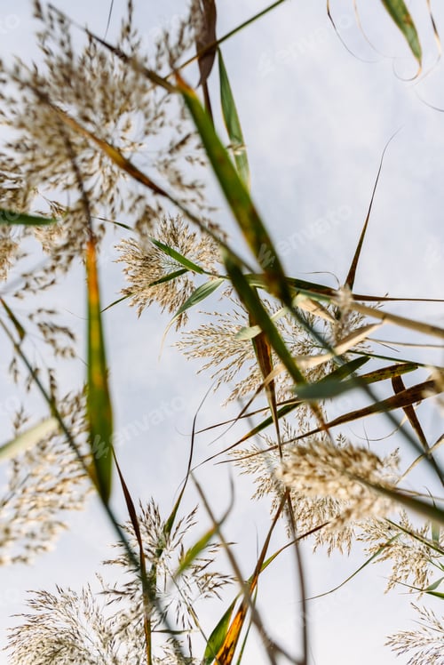Preview: Stalks and seeds of water reeds seen from the moist soil against the blue sky