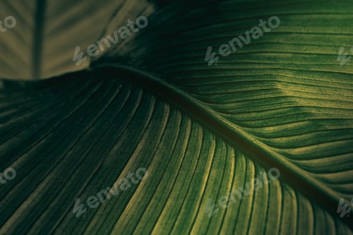 Preview: Close up of green Cigar flower leaves