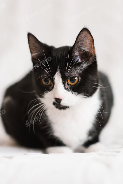 Preview: Cute black and white cat looking at the camera in bed