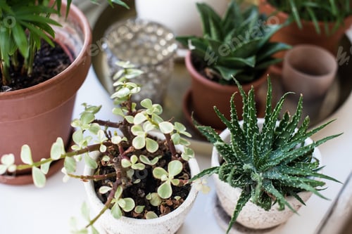 Preview: Green Home Houseplants On Windowsill In Real Room Interior, Plants And Succulents