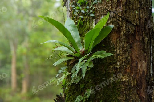 Preview: bird's nest fern planted on a large tree in an agricultural plantation, Asplenium nidus L