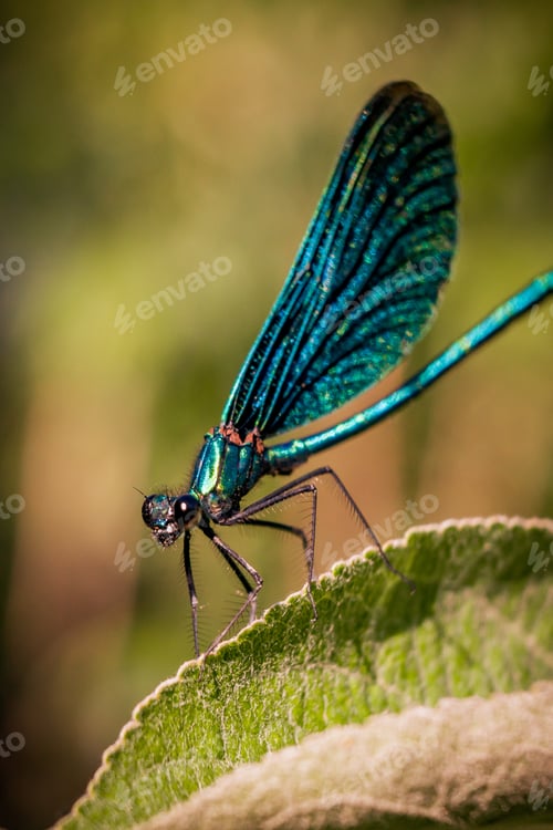Preview: Macro shot of a blue net-winged insect sitting on a leaf