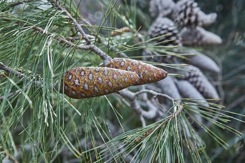 Preview: A close-up of pinecones and green pine needles