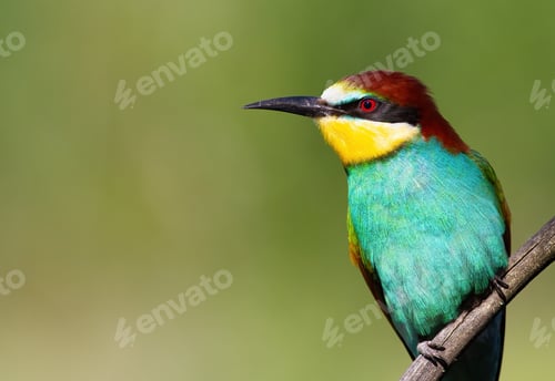 Preview: European bee-eater, Merops apiaster