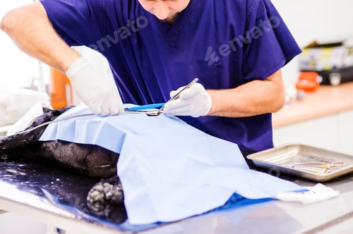 Preview: A dog is being operated in a veterinary clinic.