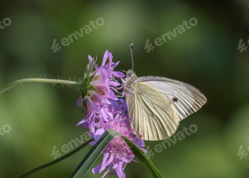 Preview: White butterfly and violet flower