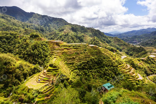Preview: Rice terraces