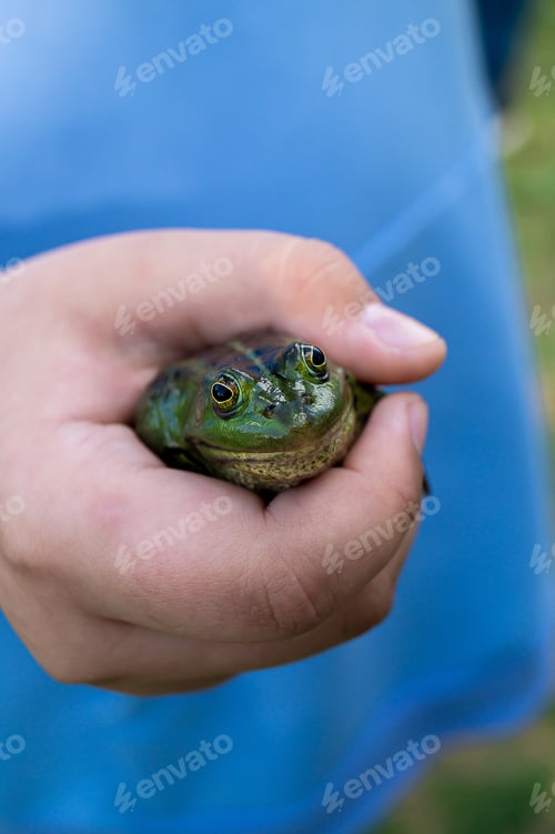 Preview: A frog in a man's hand