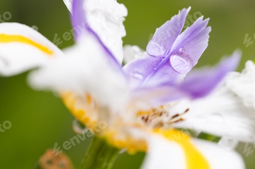Preview: Close up of little, yellow, white and purple flower over grass in garden