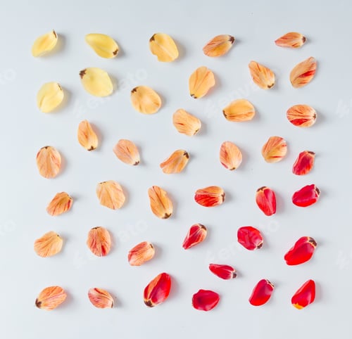 Preview: Floral Petals Arranged on a White Background
