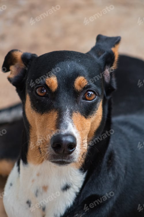 Preview: black dog lying on the ground looking