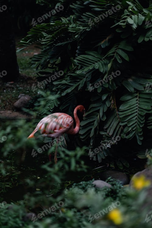 Preview: Pink flamingos near a pond in a tropical forest