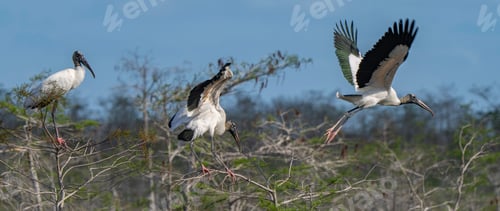 Preview: Group of wood storks soaring through the sky above lush deciduous trees with sprawling branches.