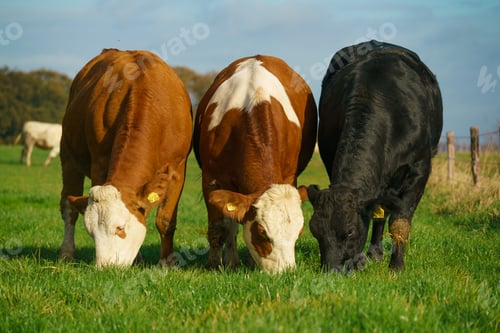 Preview: Herd of cows at summer green field. Cows On On Farmland