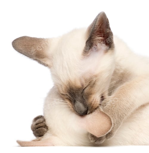 Preview: Two Oriental Shorthair kittens, 9 weeks old, play fighting and biting ear against white background