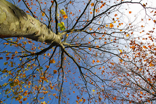 Preview: Fine branches of a maple tree with red and golden leaves when looking upwards on a sunny autumn day